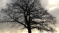Short short story: “The Fairy Tree” The tree stands on a mound at the top of the hill. From this vantage point it has views out across the fields and down towards the lonely row of houses that make up the village. Up there it’s possible to see everything. There’s nothing that goes unobserved. It’s form,...