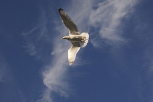 Gull Flying