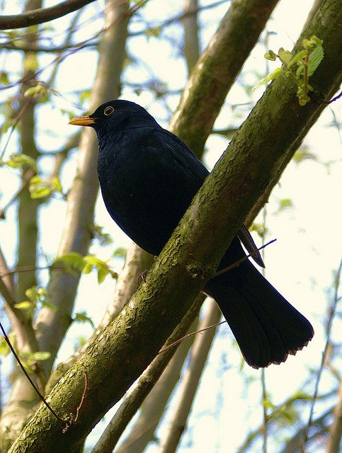 The Blackbird