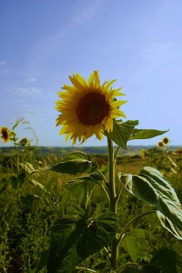 Sunflower