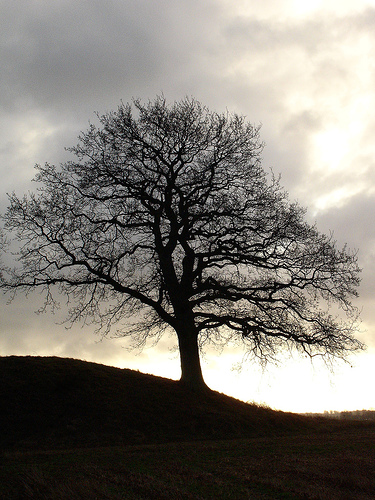 Short short story: “The Fairy Tree”