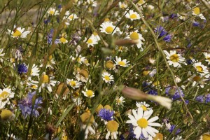 Meadow flowers