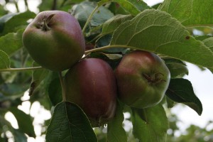 Apples on the tree