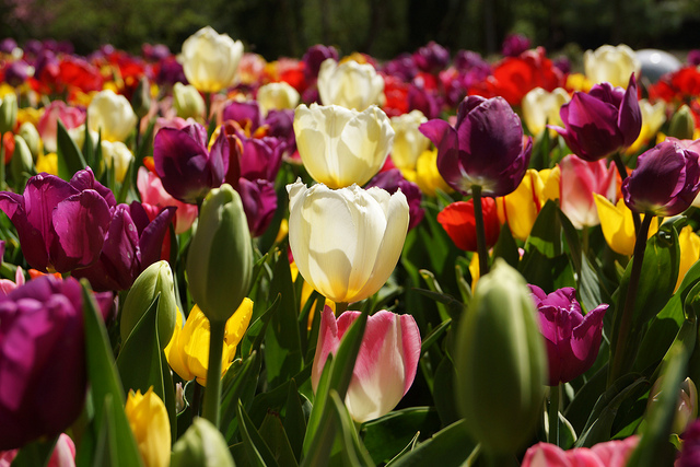 Excerpt: Tulips