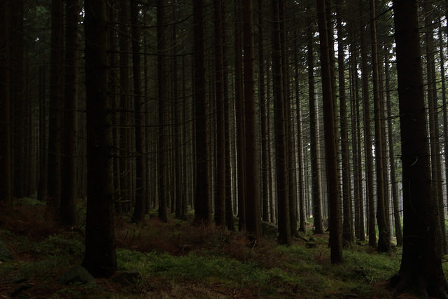 Akiyoshi Walks Into The Forest