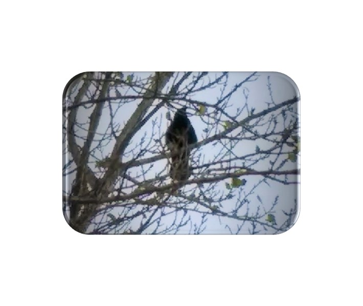 Crow