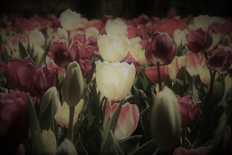 Tulips